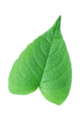 Obraz premium One green leaf like heart shape isolated on white
