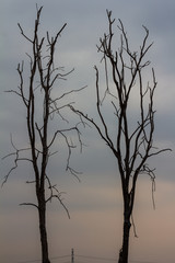 Silhouette bare trees.