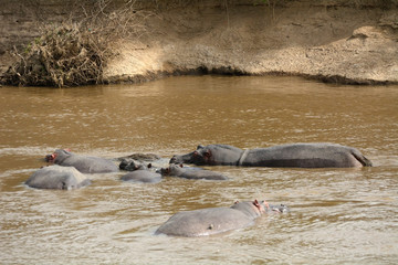 Fototapeta premium Hippos, Maasai Mara Game Reserve, Kenya