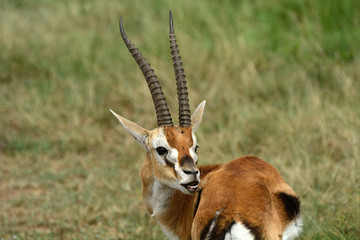 Thomson-gazelle, Maasai Mara Game Reserve, Kenya