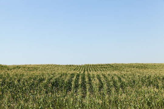 cornfield, blue sky 