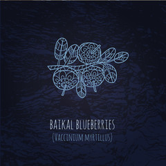 Baikal berries blueberries illustration in doodle style. Vector