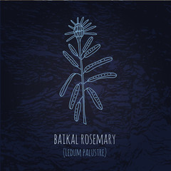 Baikal  rosemary illustration in doodle style. Vector monochrome