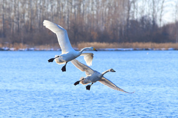 Swans in flight