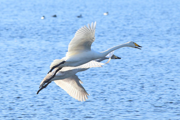 Fototapeta na wymiar Two swans fly over water