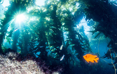 Fototapeta premium Garibaldi Fish at Catalina Island, USA