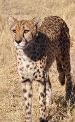 Rund 300 Leoparden leben noch in Namibia. 