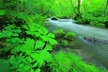 Obraz premium 奥入瀬渓流