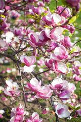 flowers pink magnolia 