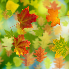 Naklejka na ściany i meble autumn leaf on a green background closeup