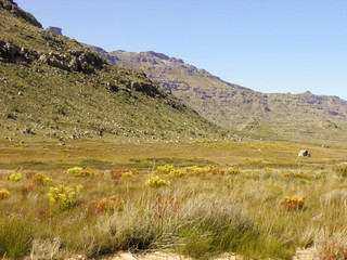 Fototapeta na wymiar Landscape in Cederberg nature reserve, South Africa