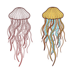 Jellyfish