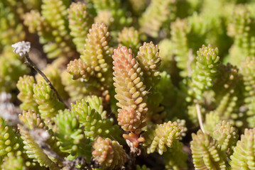 Mauerpfeffer auch Fetthenne - Sedum