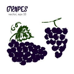 Sketched fruit illustration of grape. Hand drawn brush food ingr
