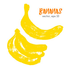 Sketched fruit illustration of bananas. Hand drawn brush food in