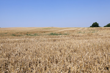 collection of rye crops  