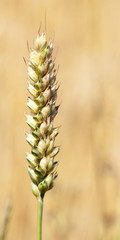 closeup ripe cereals