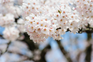 Sakura or Cherry blossom flower