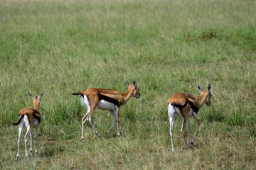 Naklejka na ściany i meble Thomson-gazelles, Maasai Mara Game Reserve, Kenya