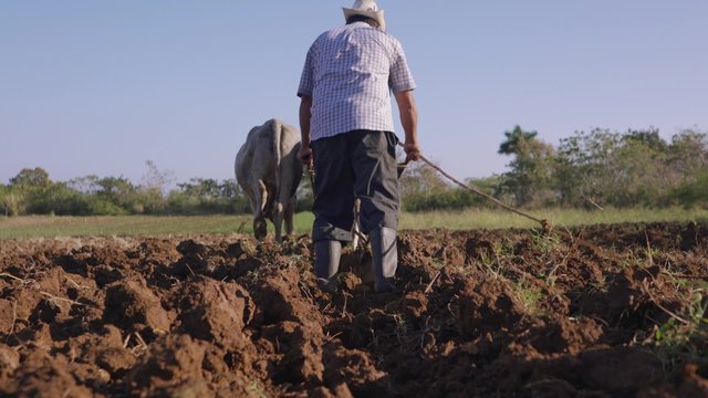 Farming and cultivations in Latin America. Low angle view of middle aged hispanic farmer manually ploughing the soil with ox at the beginning of the growing season. Dolly shot