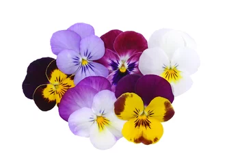 Stickers pour porte Pansies Fleurs de Viola cornuta