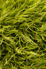 Green grass macro