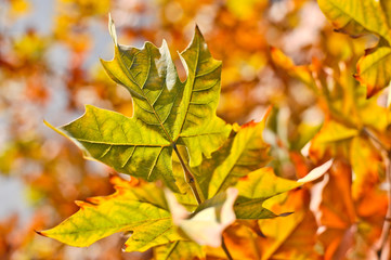 Maple leaves in autumn under the bright sunlight.