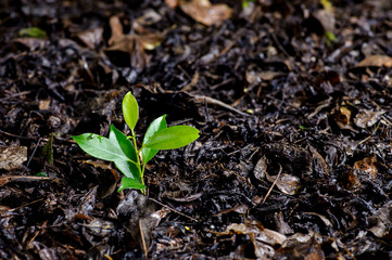 Young plant growing on soil