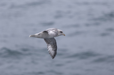 Arctic fulmar in flight, Svalbard, Arctic.