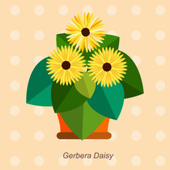 Vector flat illustration of indoor homeplant  gerbera daisy in pot