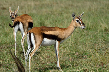 Thomson-gazelles, Maasai Mara Game Reserve, Kenya