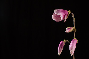 Kobus magnolia branch with flower and buds on a black background