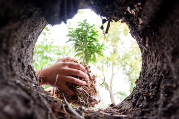 Planting to soil hole