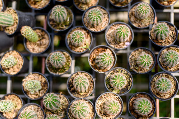 Little cactus in the garden