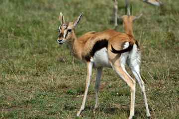 Naklejka na ściany i meble Thomson-gazelle, Maasai Mara Game Reserve, Kenya