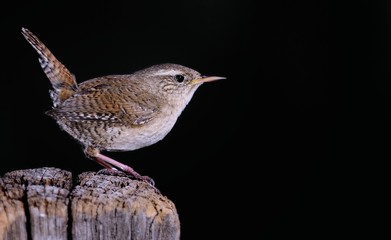 Winter wren on black background