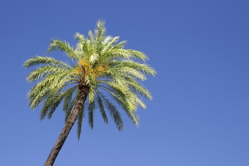 A palm tree.
