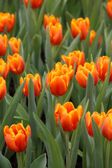 beautiful orange tulip field in spring