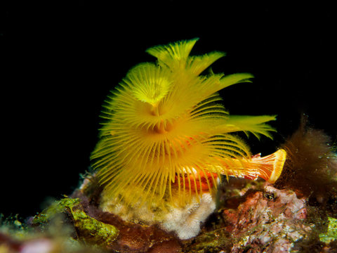 Yellow Christmas tree tube worm coral on reef