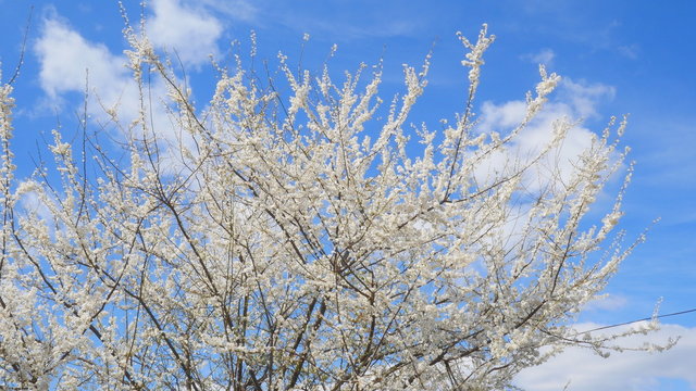spring flowering branches of trees against the blue sky 