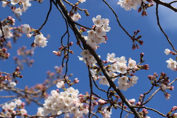 桜の花