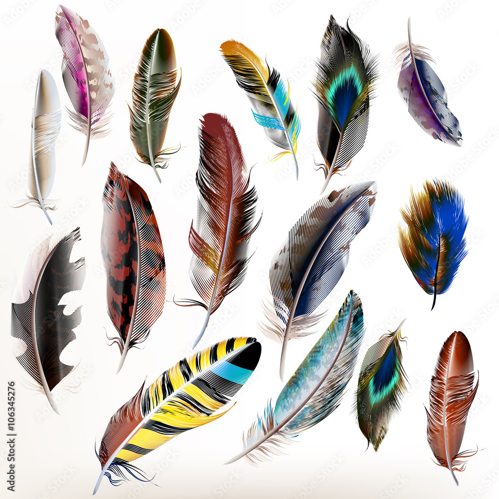 Poster Set of vector realistic colorful feathers