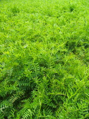 カラスノエンドウの茂る野原