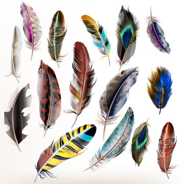 Set Of Vector Realistic Colorful Feathers