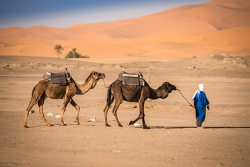 Berber man leading caravan, Hassilabied, Sahara Desert, Morocco