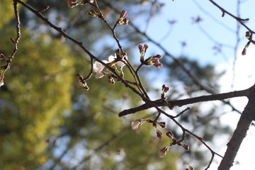 桜の花