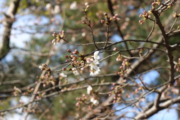桜の花