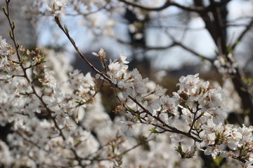 桜の花