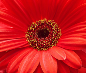 red gerbera flower closeup