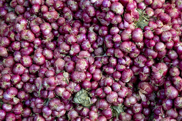 shallot , Shallot onions a group